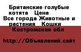 Британские голубые котята › Цена ­ 5 000 - Все города Животные и растения » Кошки   . Костромская обл.